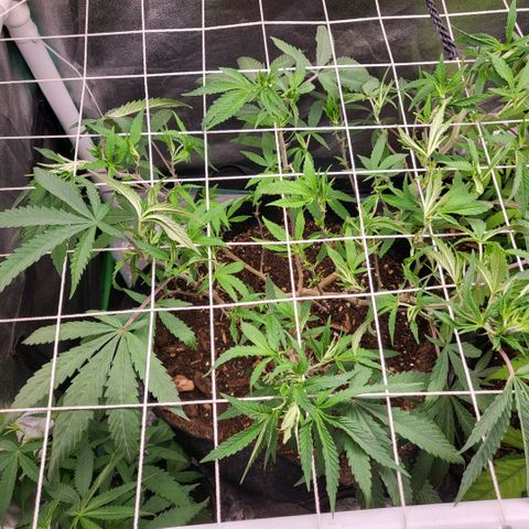 Haze  #1 growlog timeline photo