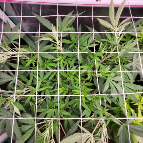 Haze  #1 growlog timeline photo