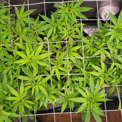 Haze  #1 growlog timeline photo