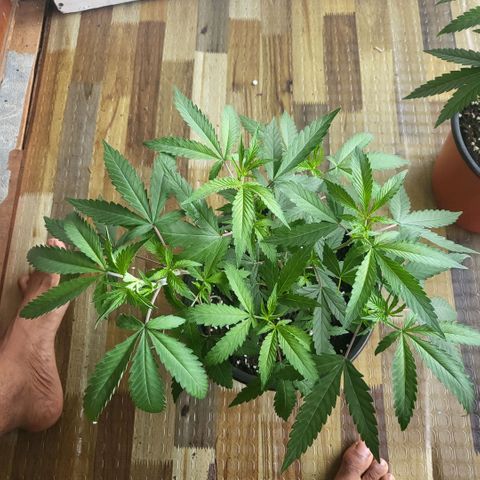 Haze  #2 growlog timeline photo