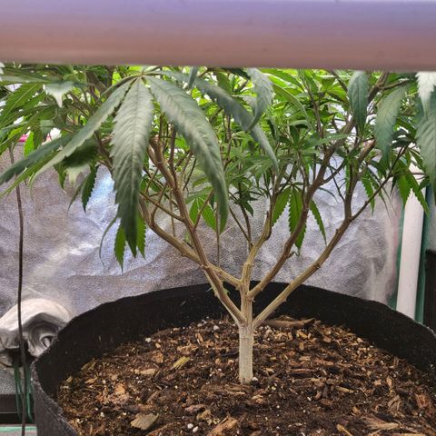 Haze  #2 growlog timeline photo