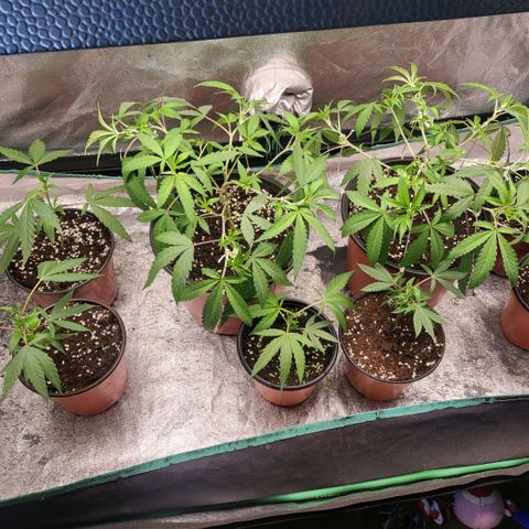 Haze  #2 growlog timeline photo