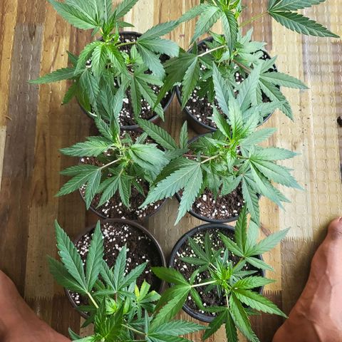 Haze  #2 growlog timeline photo