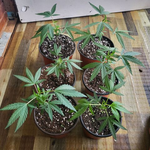 Haze  #2 growlog timeline photo