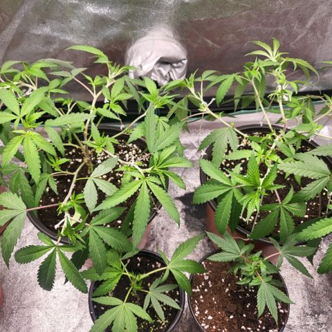 Haze  #2 growlog timeline photo