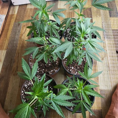 Haze  #2 growlog timeline photo