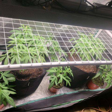 Haze  #2 growlog timeline photo