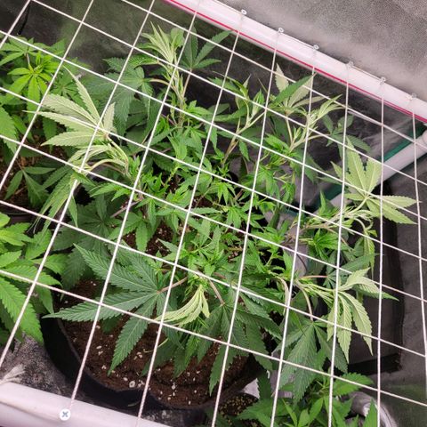 Haze  #2 growlog timeline photo
