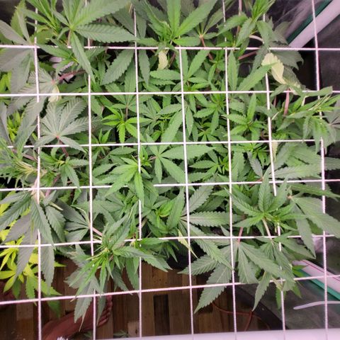 Haze  #2 growlog timeline photo