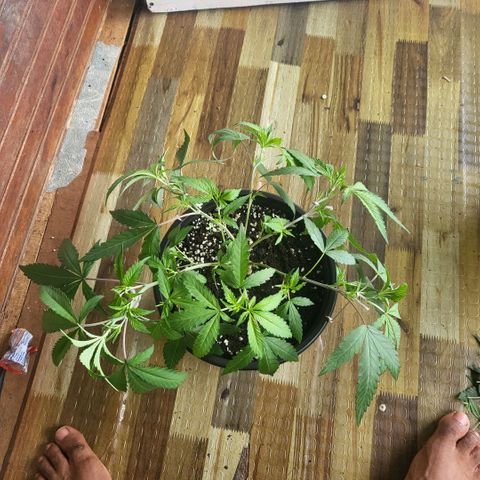 Haze  #2 growlog timeline photo