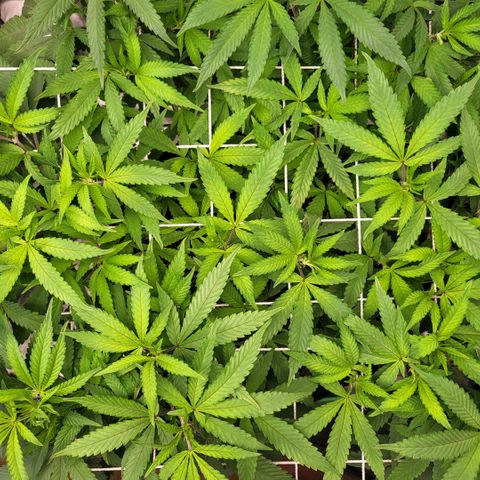 Haze  #2 growlog timeline photo