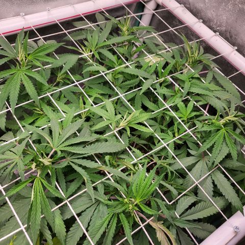 Haze  #2 growlog timeline photo