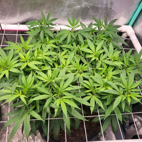 Haze  #2 growlog timeline photo