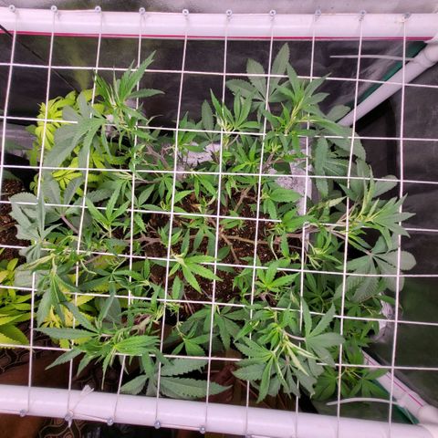 Haze  #2 growlog timeline photo