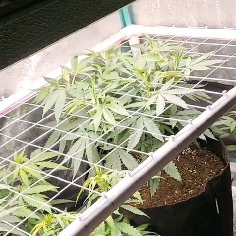 Haze  #2 growlog timeline photo