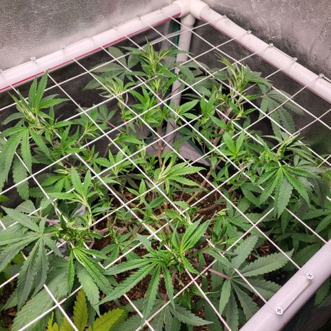 Haze  #2 growlog timeline photo