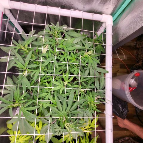 Haze  #2 growlog timeline photo