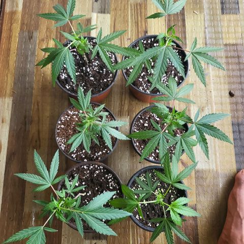 Haze  #2 growlog timeline photo