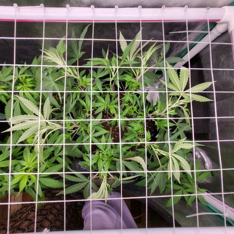 Haze  #2 growlog timeline photo