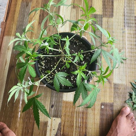 Haze  #2 growlog timeline photo
