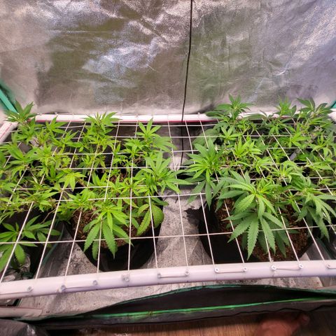 Haze  #2 growlog photo: After defoliation 
