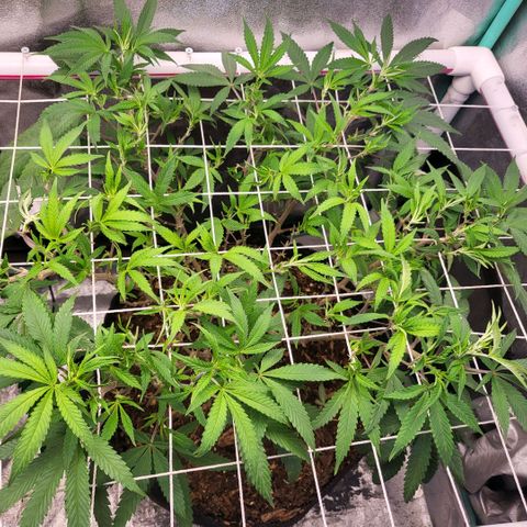 Haze  #2 growlog photo: After defoliation 
