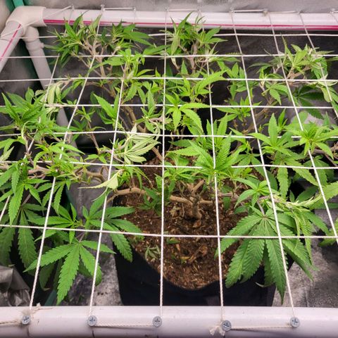 Haze  #1 growlog timeline photo