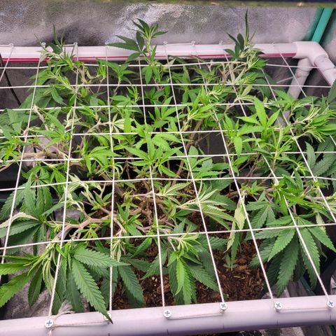 Haze  #2 growlog timeline photo