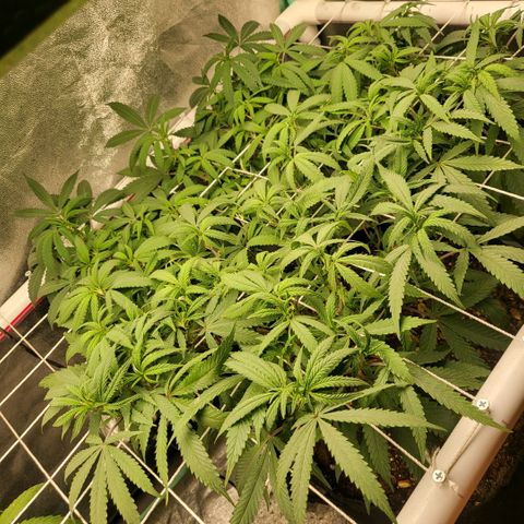 Haze  #2 growlog photo: Before