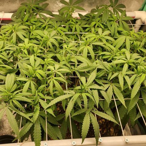 Haze  #2 growlog timeline photo