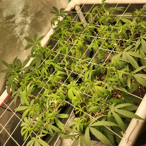 Haze  #2 growlog photo: After defoliation 