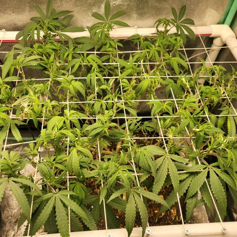 Haze  #2 growlog timeline photo