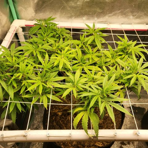 Haze  #1 growlog timeline photo