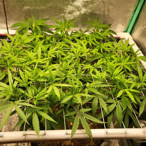 Haze  #2 growlog timeline photo