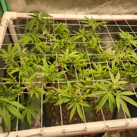 Haze  #1 growlog photo: After defoliation 