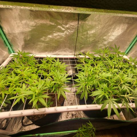 Haze  #1 growlog photo: Before defoliation and tuck 
