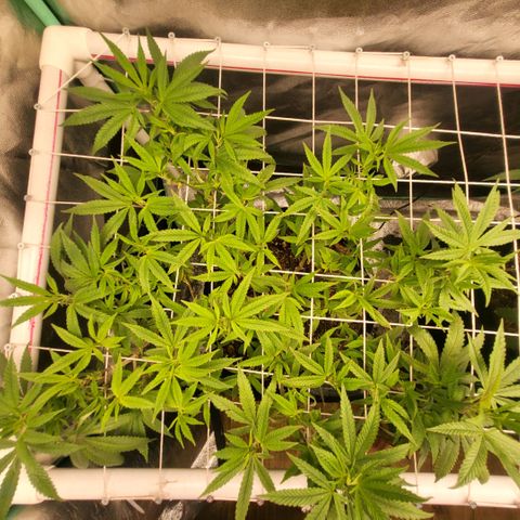 Haze  #1 growlog photo: Before defoliation and tuck 