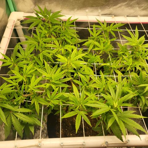 Haze  #1 growlog photo: Before defoliation and tuck 