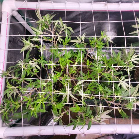Haze  #1 growlog photo: After defoliation 