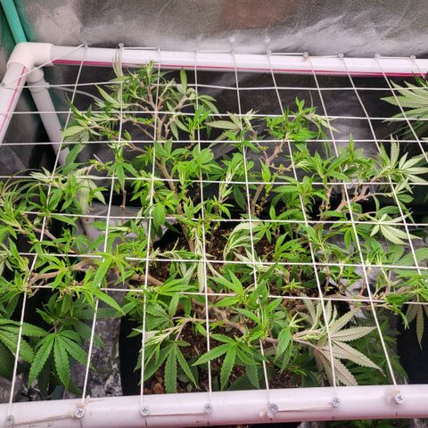 Haze  #1 growlog photo: After defoliation 