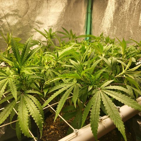 Haze  #2 growlog photo: Before defoliation and tuck 