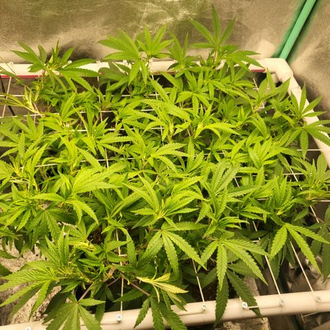 Haze  #2 growlog photo: Before defoliation and tuck 