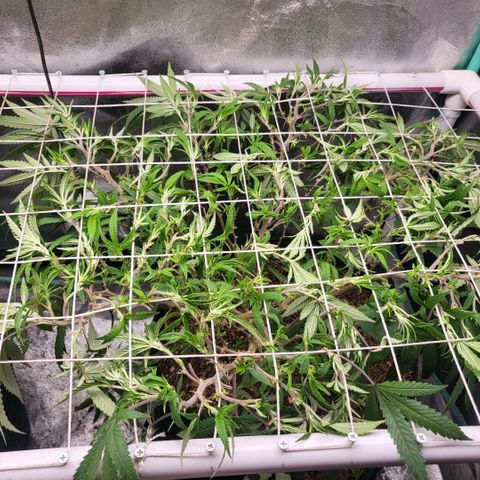 Haze  #2 growlog photo: After defoliation and tuck 