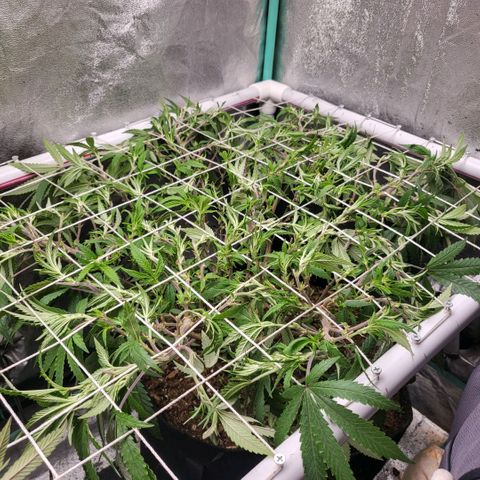 Haze  #2 growlog photo: After defoliation and tuck 