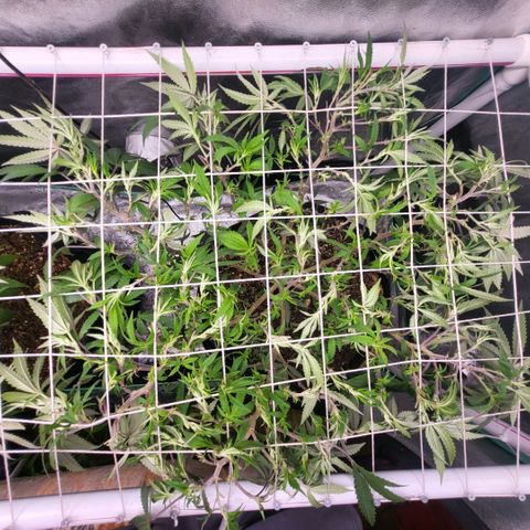 Haze  #2 growlog photo: After defoliation and tuck 
