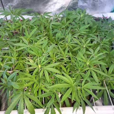 Haze  #2 growlog photo: Before defoliation 