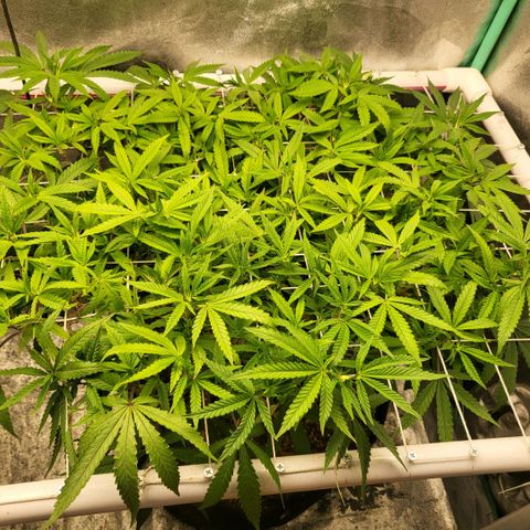 Haze  #2 growlog photo: Before defoliation 