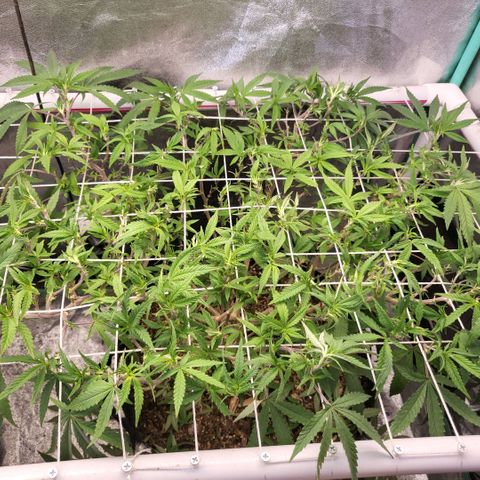 Haze  #2 growlog photo: After defoliation
