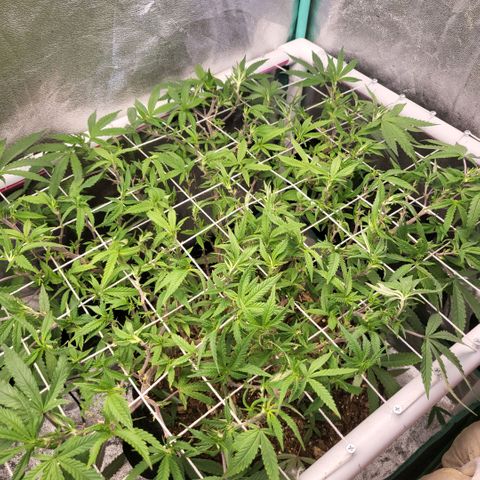 Haze  #2 growlog photo: After defoliation