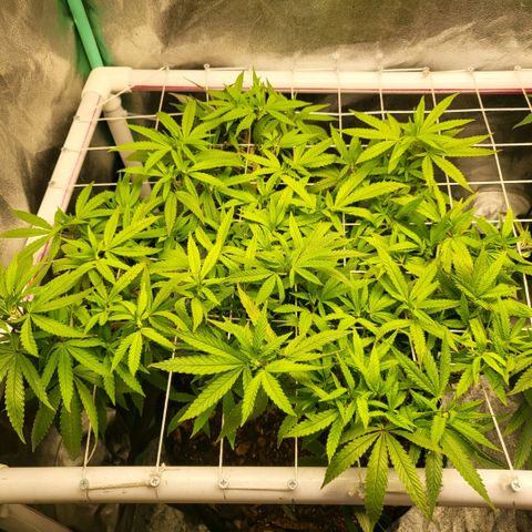 Haze  #1 growlog photo: Before defoliation 